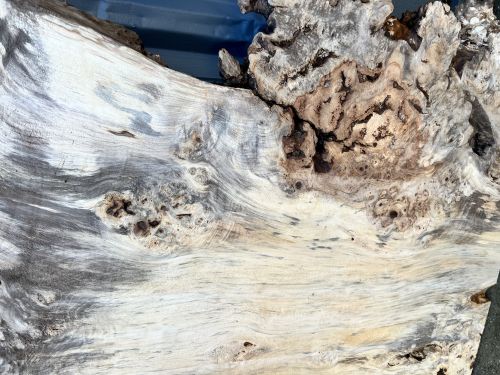 200 x 100 Burr Chestnut Single Slab DRV41