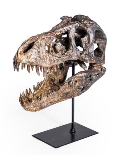 Large TRex Skull on Stand