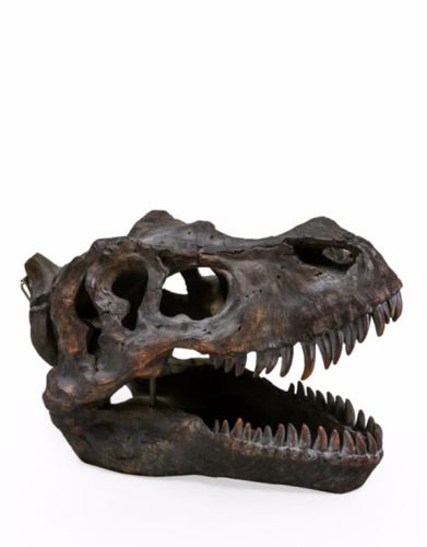 Extra Large TRex Skull Wall Head