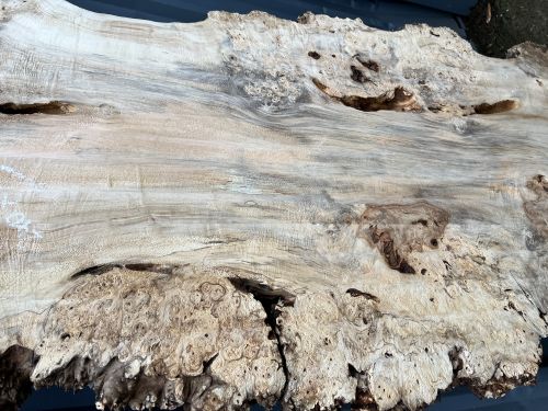 240 x 100 Burr Chestnut Single Slab DRV45