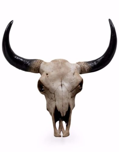 Bison Skull