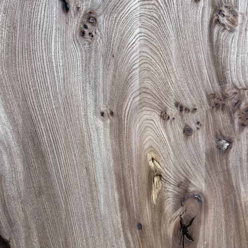 220 x 100 Character Elm