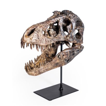 Large TRex Skull on Stand