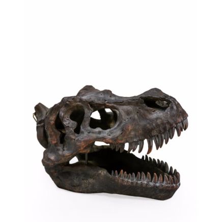 Extra Large TRex Skull Wall Head