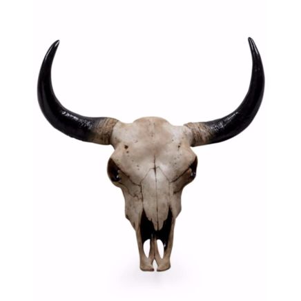 Bison Skull